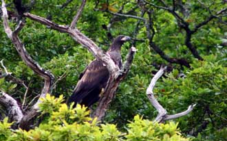 Eagles and Irelands oak woods