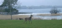 Reed Deer, Killarney Ireland