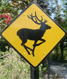 Hotels in Killarney with  Deer