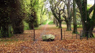 Walking in Killarney