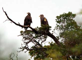 Gap of Dunloe eagles