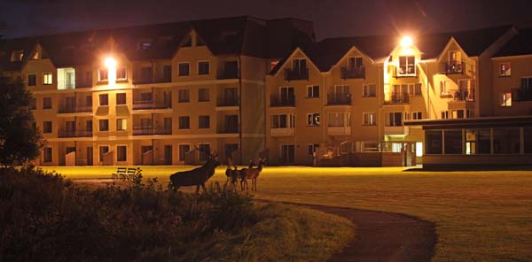 Red Deer in Killarney