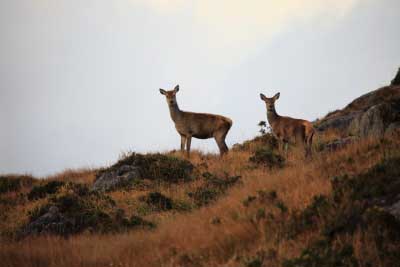 Red Deer in Killarney