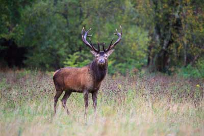Killarney Stags