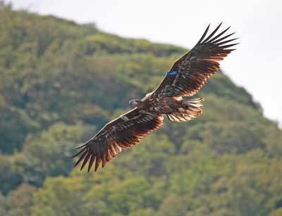 Eagles soar over the Kingdom of Kerry