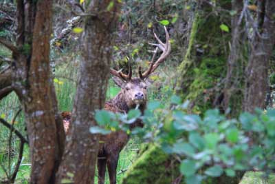 Deer in Kerry