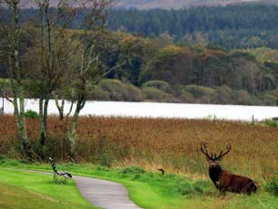 Ireland's Native red deer