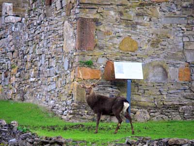 Sika Stag in Killarney