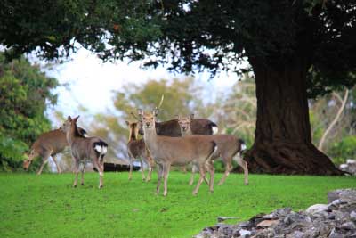 Sika Deer in Killarney