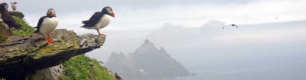 Puffins on Skellig Michael