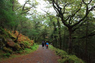 Treks in Killarney