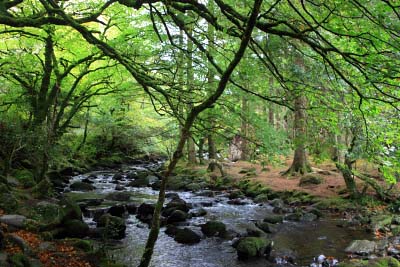 Wooded walks in Killarney