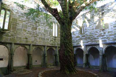 Yew tree Muckross abbey