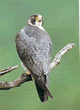 Falcon in Ireland
