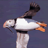 Puffin in Kerry