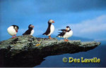 Puffins