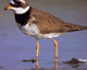 Ringed Plover