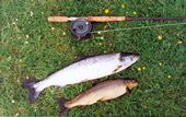 Salmon and Brown Trout