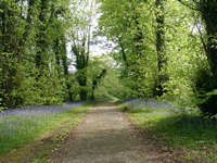 Bluebells in May