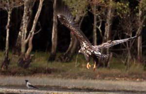 Eagle chasing a crow