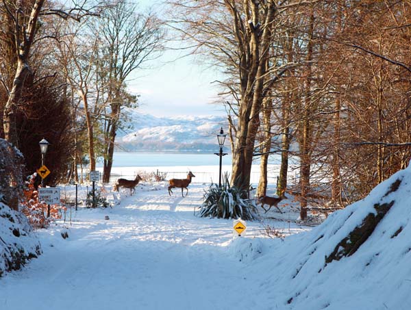 Killarney Native Red Deer