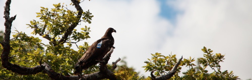 Eagles in Killarney
