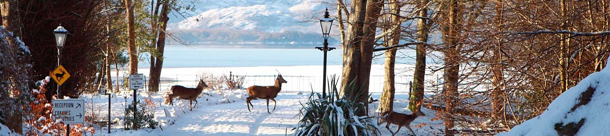 Christmas in Killarney with Snow