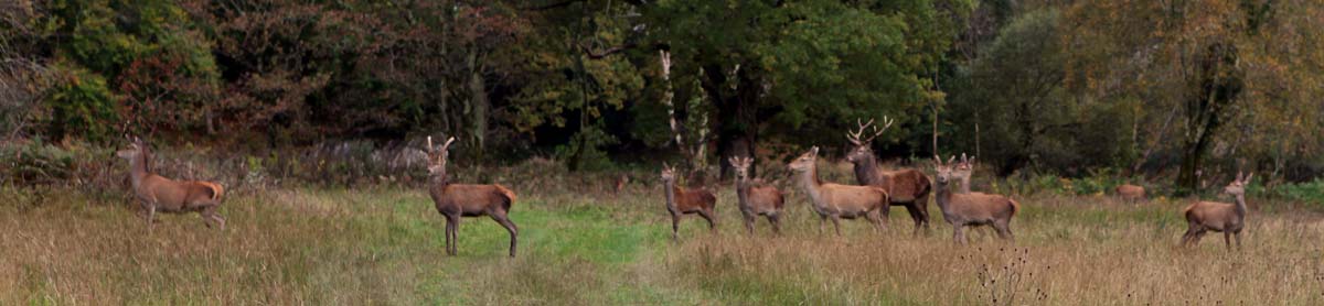 Red Deer at Muckross Killarney