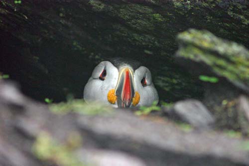 puffin on skellig