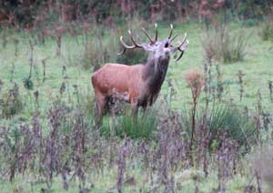 Roaring Stag in Killarney