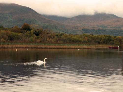 swans on the lake in killarney