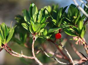 Strawberry tree Arbutus tree Killarney in December