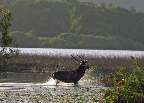 red deer