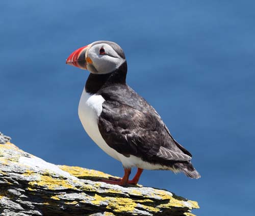 Puffins on Skelligs