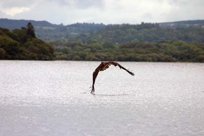 Eagles in kerry