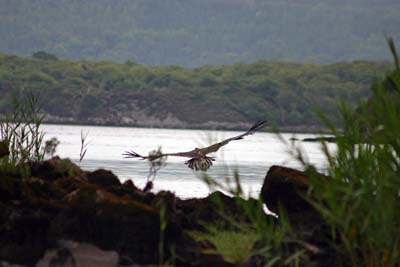 Eagles in Kerry