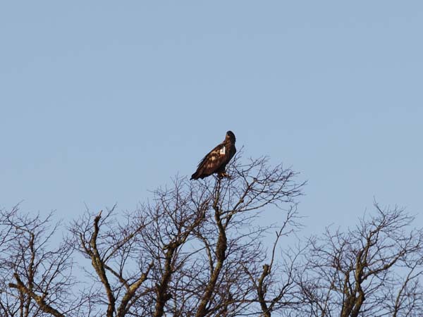 Eagles in Ireland