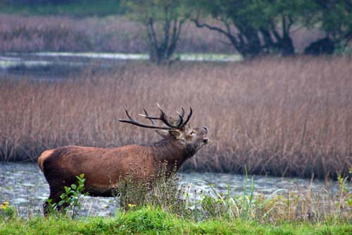 stag roaring in killarney