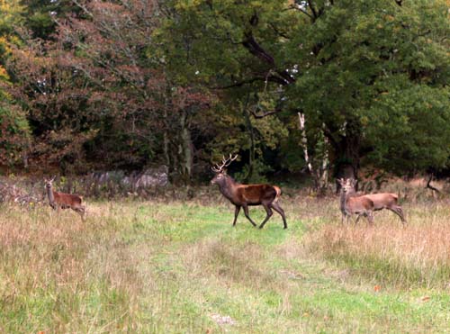 red deer killarney
