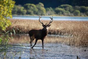 Red Deer in Killarney