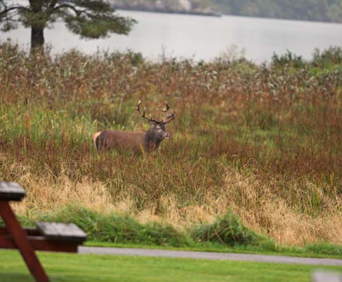 killarney stag