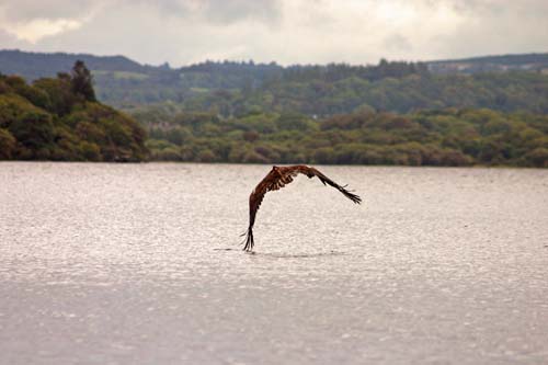 White Tailed Sea Eagle