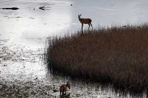 Female Deer in Killarney