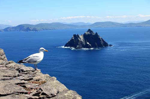 Seagulls on Skelligs