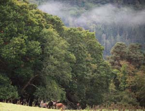 Deer near Muckross House killarney ireland