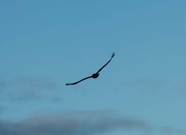 Eagle soars over killarney