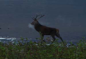 Red Deer Stag by the Lake Hotel