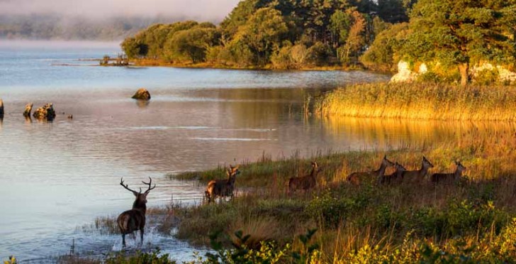 Red Deer in the Killarney National Park
