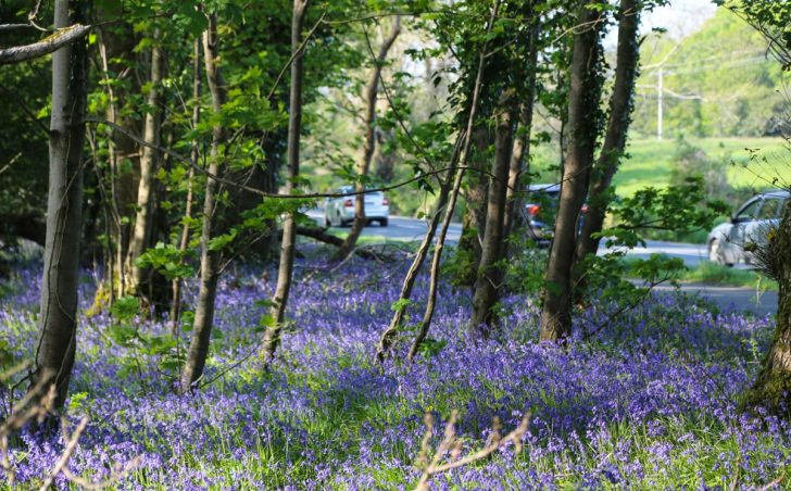 Bluebells in Killarney